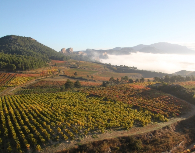 Viñedos en la Rioja